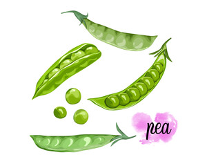Isolated Pea. A single and whole raw of pea on white background. Food ingredients vector drawing. Vegetables, vegetarian food, food full of protein. 