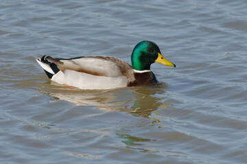 Obraz premium Male Mallard (Anas platyrhynchos) swimming