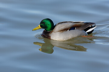 Male Mallard (Anas platyrhynchos) swimming