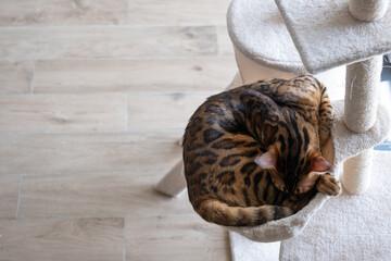 Portrait of a sleeping bengal cat. Cat in the home interior. Animal and lifestyle concept