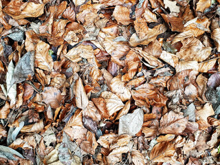 autumn leaves background.Dry leafs background.Autumn fallen leaves on brown. 