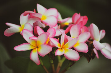 Obraz na płótnie Canvas pink frangipani flowers