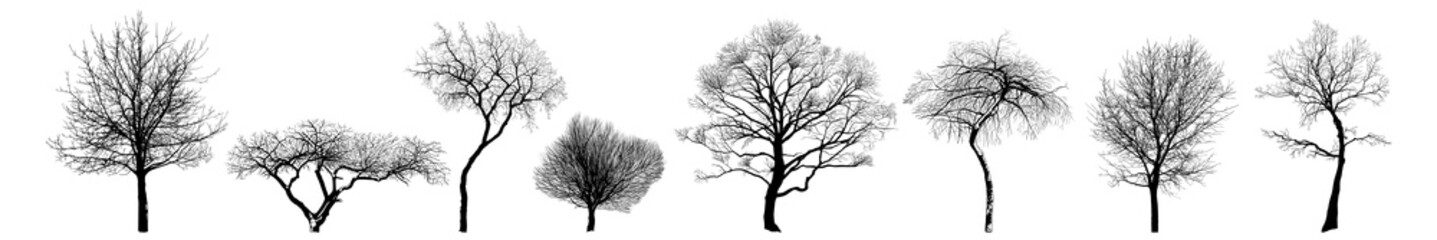. Autumn or winter tree silhouettes collection. Set of isolated vector design elements..  Hand drawn  illustration in sketch style.  Nature template. Clipart..