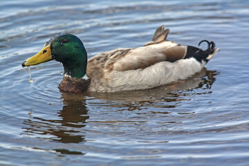 Canard colvert sur l'eau