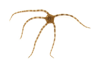 Fauna of Atlantic ocean around Gran Canaria - Ophioderma longicaudum brittle star isolated on white background
