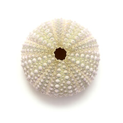 Fauna of Atlantic ocean around Gran Canaria - skeletons of Paracentrotus, sea urchin isolated on white background
