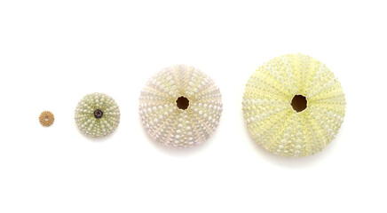 Fauna of Atlantic ocean around Gran Canaria - skeletons of Paracentrotus, sea urchin isolated on...
