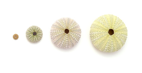 Fauna of Atlantic ocean around Gran Canaria - skeletons of Paracentrotus, sea urchin isolated on white background
