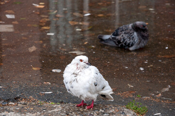 Bird dove of white color on the background with grey puddle in the rainy day