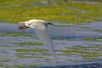 Aigrette garzette en vol