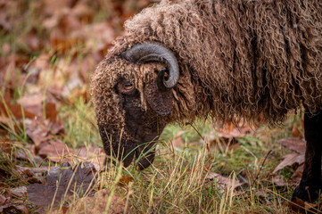 Sheep in the grass. One curly fur horned Wallis country Sheep grazing. Roux du Valais.