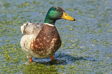 Canard colvert sur terre