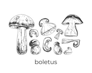 boletus, mushrooms of the genus Leccinum, edible, drawing, sketch, set, dry, freshм