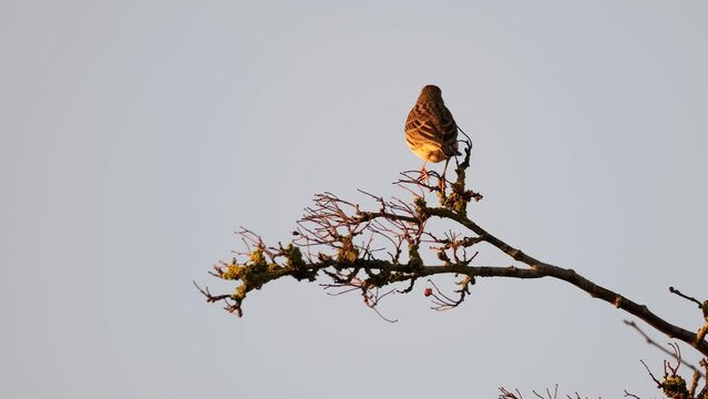 Eurasian Skylark Bird Perched Tree Slow Motion Static Shot Animal