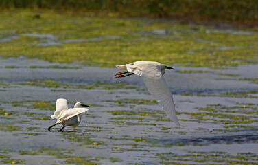 Aigrette garzette en vol