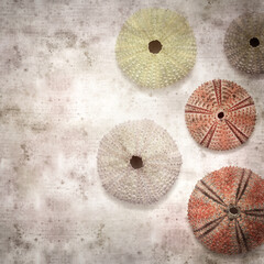 stylish textured old paper background with sea urchin skeletons