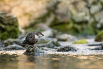 Portrait of Dipper at sunrise (Cinclus cinclus)