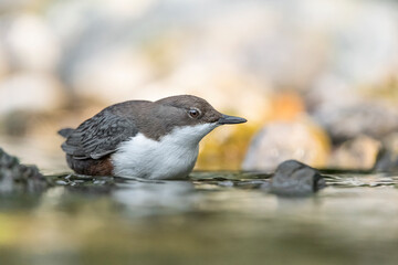 Face to face with aquatic bird, the Dipper (Cinclus cinclus)