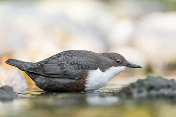 Silhouette of Dipper at morning (Cinclus cinclus)
