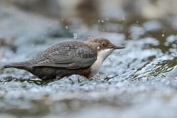 The dipper among the drops of water (Cinclus cinclus)