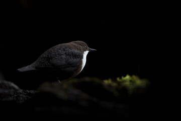 Fine art portrait of Dipper at twilight (Cinclus cinclus)
