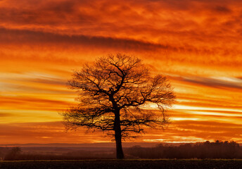 Naklejka na ściany i meble Solitary oak tree at sunset with a dramatic fiery red sky. Much Hadham, Hertfordshire. UK