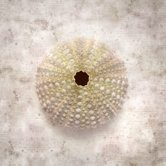 stylish textured old paper background with sea urchin skeletons