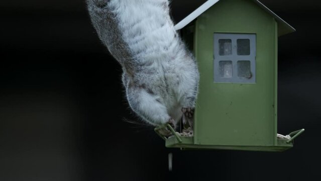 Grey Squirrel  Black Background Feeding Bird Feeder Animal Upside Down Wildlife