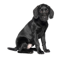 Full length shot of a 16 week old black Labrador puppy isolated against a white background.
