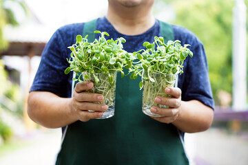 Sunflower sprout in transparent plastic cups holding in hands of asian middle aged male, soft and selective focus on sunflower sprout, concept for gardening and relaxing at home.      