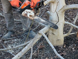 sawing off the lower branches from a walnut tree by a man with a chainsaw, spring work in the garden to care for trees, a man cuts off excess branches from a spring tree with a gasoline saw - obrazy, fototapety, plakaty
