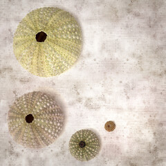 stylish textured old paper background with sea urchin skeletons