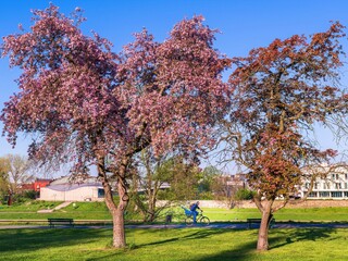 Wiosenne kwitnące drzewa w kolorze purpurowym na bulwarach w Krakowie