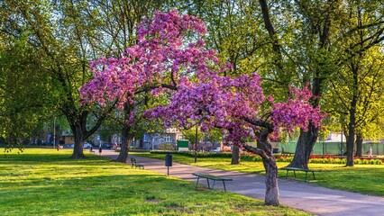 Wiosenne kwitnące drzewa w kolorze purpurowym na bulwarach w Krakowie - obrazy, fototapety, plakaty