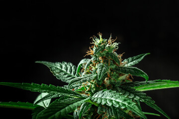 Flowering cannabis plant with white and yellow stigmas and trichomes on a black background with a...