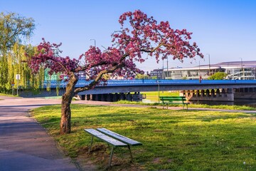 Wiosenne kwitnące drzewa w kolorze purpurowym na bulwarach w Krakowie