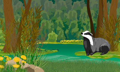 Badger on the shore of a forest swamp. Dark summer forest with shrubs and yellow flowers. Realistic vector landscape © AnnstasAg