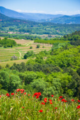Fototapeta na wymiar Agricultural springtime landscape in Provence with poppy flowers and mountains. France. Environment, ecology, travel background. Eco-planet concept.