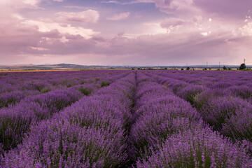Fototapeta na wymiar lilac lavender field at sunset and thick clouds 