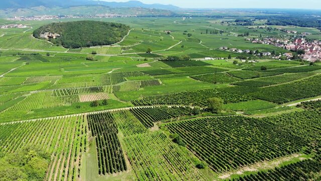 Entire of the plain in green fields of vineyards, aerial view of landscape of Alsace. Green forested Florimont hill and Ingersheim town suburbs seen ahead. Wine making region at Grand Est, France
