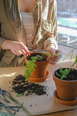 gardening home. Girl replanting green pasture in home garden.indoor garden,room with plants banner...