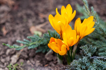 Crocus biflorus in juniper branches. Spring flower close-up on a blurred background and soft focus.