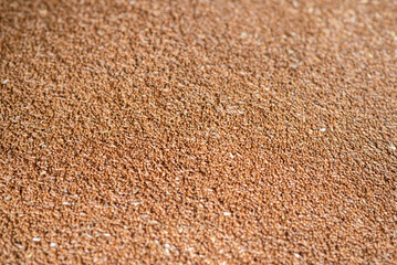 wheat grains in storage
