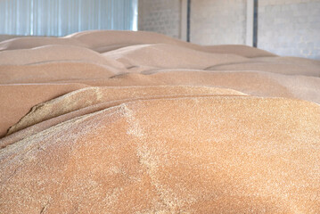 wheat grains in storage