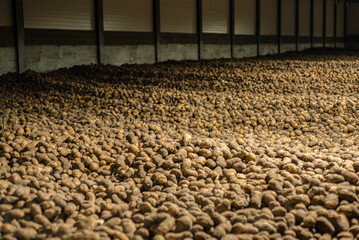 potatoes in storage