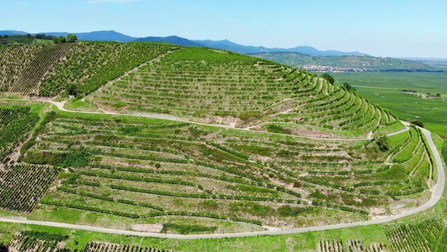 Not ideal conditions for grapevine growth, rather dry hill with sparse rows of young vines, aerial view. Different places of Alsace, wine-making region at Grand Est, north-eastern France