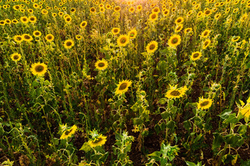 Field of blooming sunflowers, Provence France.