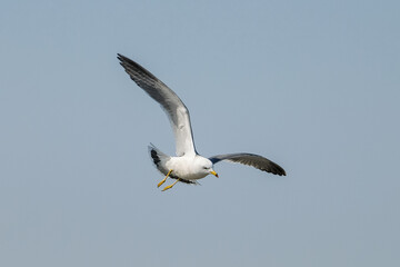 Obraz premium seagull