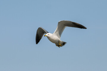 seagull