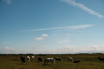 Horses grazing on a green field with mountains in the background